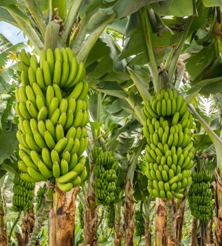 Banana