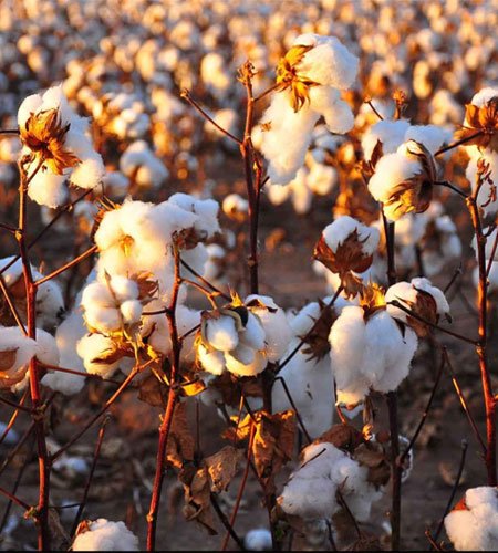 Cotton