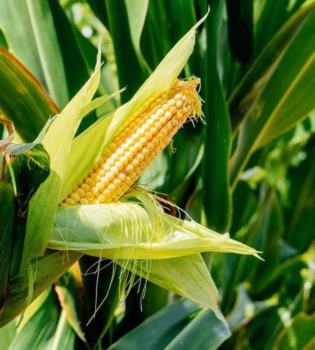 Maize