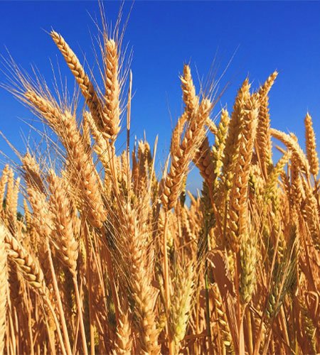 Wheat